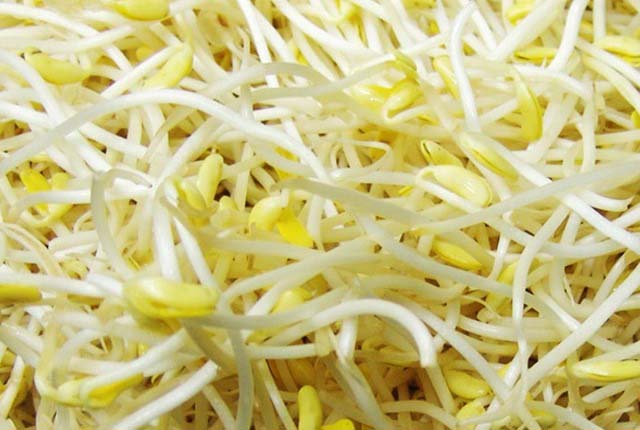 黄豆芽