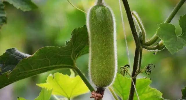 蔬菜配送公司如何纳税？税务指南来袭！