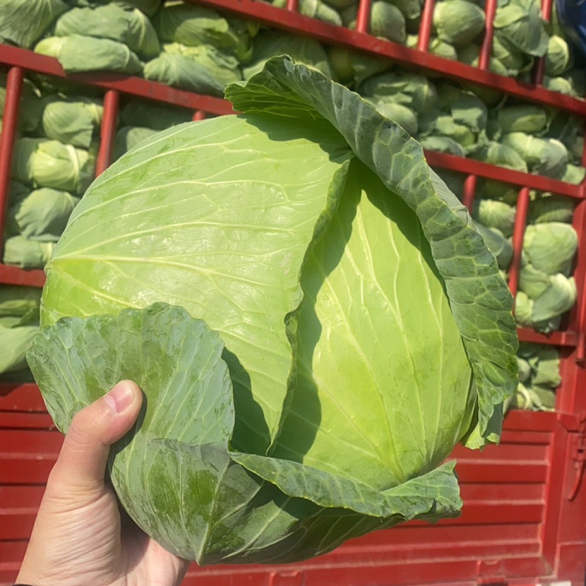 让新鲜蔬菜搭乘创意的快车，开启您的美食之旅